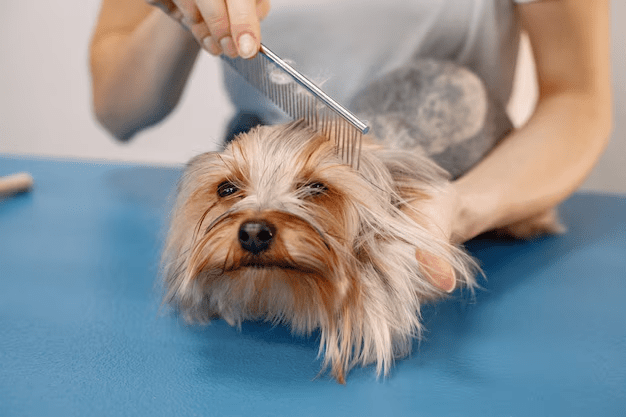 Quick and Easy Dog Wash Services in NYC